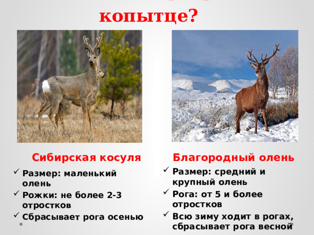 Кто такой Серебряное копытце? Сибирская косуля Благородный олень Размер: средний и крупный олень Рога: от 5 и более отростков Всю зиму ходит в рогах, сбрасывает рога весной Размер: маленький олень Рожки: не более 2-3 отростков Сбрасывает рога осенью 