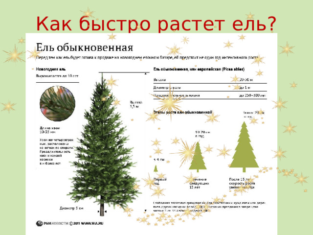 Как быстро растет ель? 