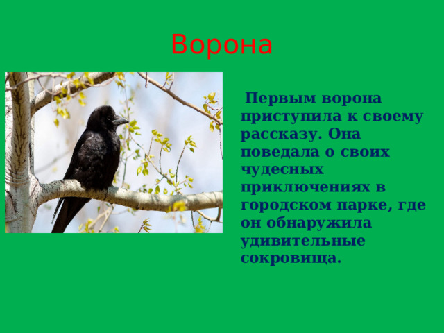 Ворона  Первым ворона приступила к своему рассказу. Она поведала о своих чудесных приключениях в городском парке, где он обнаружила удивительные сокровища. 