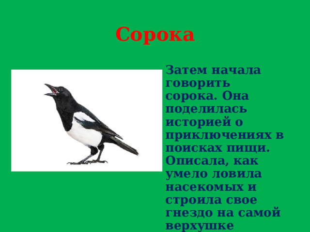 Сорока Затем начала говорить сорока. Она поделилась историей о приключениях в поисках пищи. Описала, как умело ловила насекомых и строила свое гнездо на самой верхушке большой сосны. 