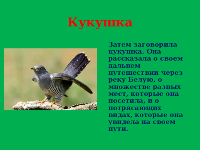 Кукушка Затем заговорила кукушка. Она рассказала о своем дальнем путешествии через реку Белую, о множестве разных мест, которые она посетила, и о потрясающих видах, которые она увидела на своем пути. 