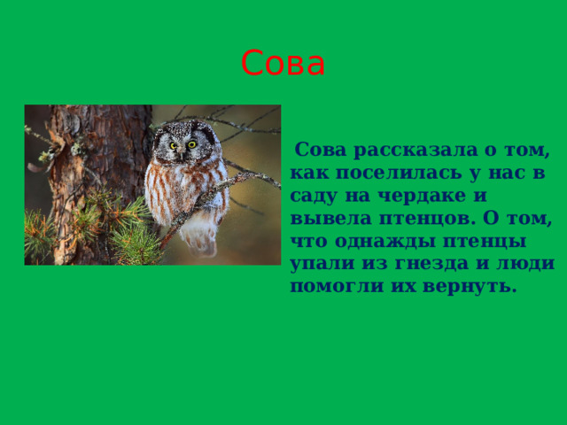 Сова  Сова рассказала о том, как поселилась у нас в саду на чердаке и вывела птенцов. О том, что однажды птенцы упали из гнезда и люди помогли их вернуть. 