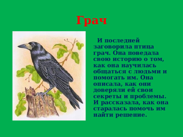 Грач  И последней заговорила птица грач. Она поведала свою историю о том, как она научилась общаться с людьми и помогать им. Она описала, как они доверяли ей свои секреты и проблемы. И рассказала, как она старалась помочь им найти решение. 