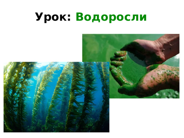 Урок: Водоросли     