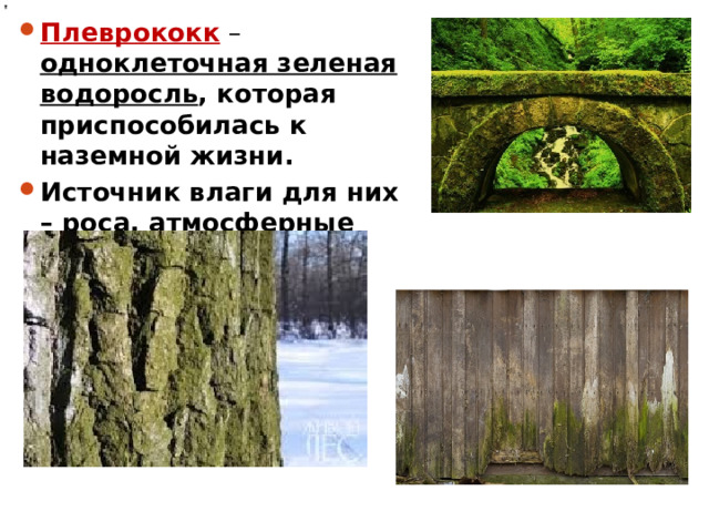 Плеврококк – одноклеточная зеленая водоросль , которая приспособилась к наземной жизни. Источник влаги для них – роса, атмосферные осадки. 