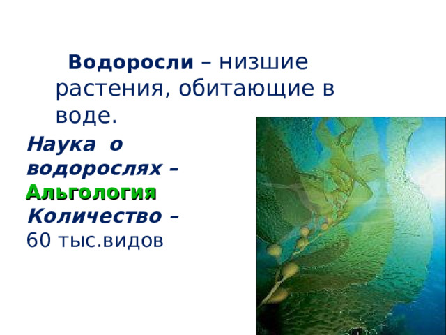Водоросли  – низшие растения, обитающие в воде . Наука о водорослях – Альгология Количество – 60 тыс.видов  