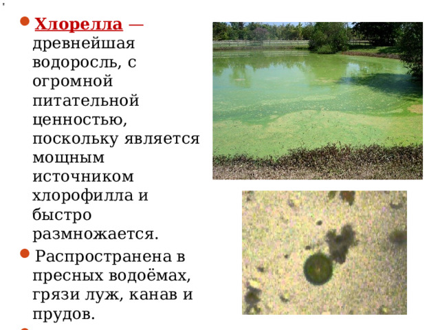 Хлорелла — древнейшая водоросль, с огромной питательной ценностью, поскольку является мощным источником хлорофилла и быстро размножается. Распространена в пресных водоёмах, грязи луж, канав и прудов. Имеет микроскопическую форму шара, неподвижна.  