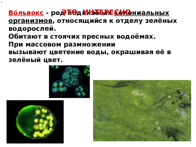 ЭТО ИНТЕРЕСНО Во́львoкс   - род подвижных  колониальных организмов , относящийся к отделу зелёных водорослей.  Обитают в стоячих пресных водоёмах.  При массовом размножении вызывают цветение воды, окрашивая её в зелёный цвет.  