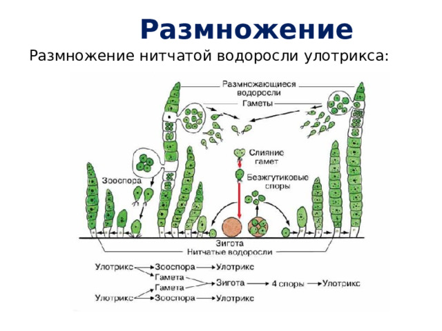 Размножение Размножение нитчатой водоросли улотрикса:  