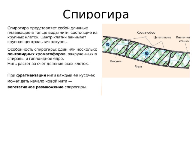 Спирогира  