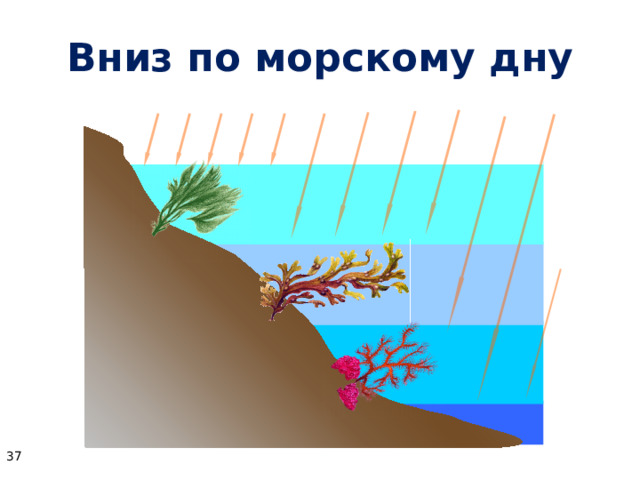 Вниз по морскому дну В клетках красных и бурых водорослей (так же, как и в зеленых) протекают процессы фотосинтеза. А это значит, что им необходим свет - одним меньше, другим больше. Солнечный свет состоит из смеси лучей разного цвета. В глубину водоемов проникают, в основном, синие и фиолетовые лучи. Лучше всего они поглощаются предметами красного цвета. Постепенно опускаясь все глубже в море, мы бы увидели, что состав подводного леса с увеличением глубины меняется.  На глубинах примерно до 30 метров встречаются зеленые водоросли.  Опускаясь еще глубже, мы видим, что в подводном царстве становится все больше удивительных бурых водорослей. На большую глубину света поступает все меньше и меньше и здесь царят красные водоросли.  В клетках красных и бурых водорослей кроме хлорофилла содержатся и другие пигменты, которые придают им различную окраску и помогают улавливать свет.    
