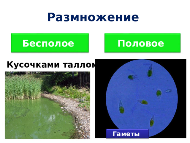 Размножение Кусочками таллома Гаметами Бесполое Половое Гаметы 45 