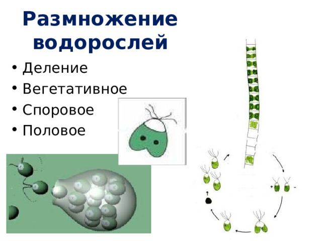 Размножение водорослей Деление Вегетативное Споровое Половое 45 