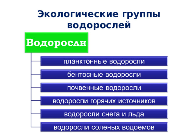 Экологические группы водорослей 45 