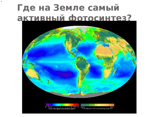 Где на Земле самый активный фотосинтез?  