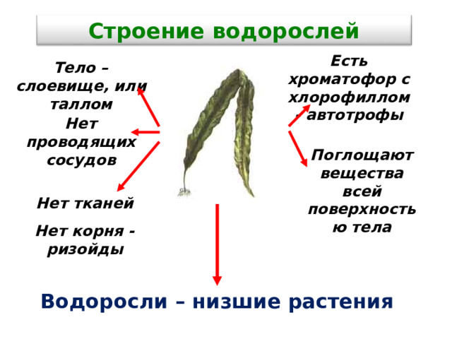 Строение водорослей Есть хроматофор с хлорофиллом - автотрофы Тело – слоевище, или таллом Нет проводящих сосудов Поглощают вещества всей поверхностью тела Нет тканей Нет корня - ризойды Водоросли – низшие растения 10 