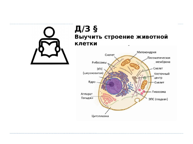 Д/З § Выучить строение животной клетки  