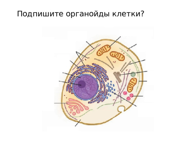Подпишите органойды клетки? 
