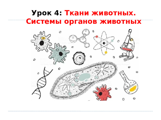 Урок 4: Ткани животных. Системы органов животных 