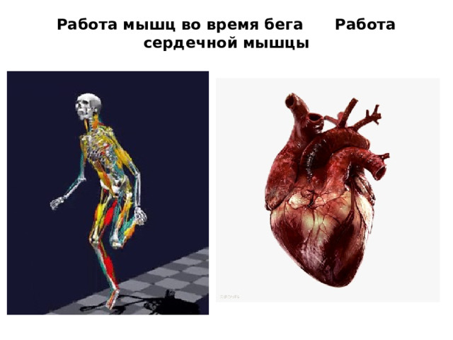 Работа мышц во время бега Работа сердечной мышцы   