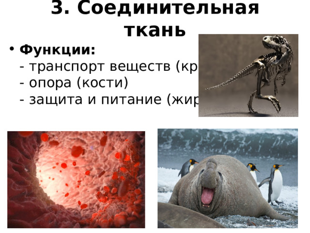 3. Соединительная ткань   Функции:  - транспорт веществ (кровь)  - опора (кости)  - защита и питание (жир) 