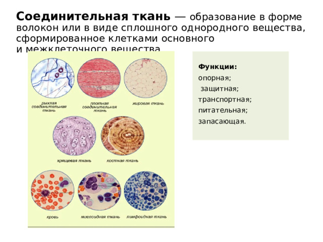 Соединительная ткань  — образование в форме волокон или в виде сплошного однородного вещества, сформированное клетками основного и межклеточного вещества.    Функции: опорная;  защитная; транспортная; питательная; запасающая.    