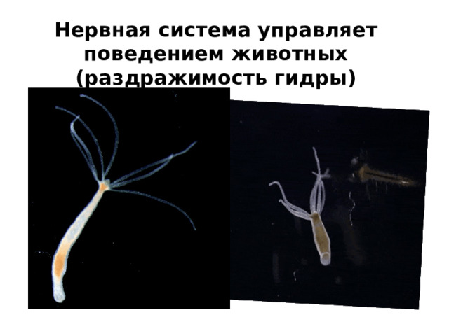 Нервная система управляет поведением животных (раздражимость гидры) 