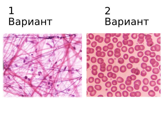 2 Вариант 1 Вариант 