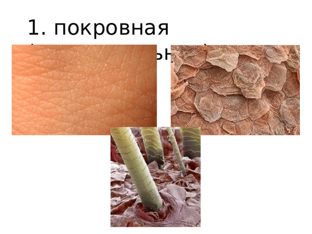 1. покровная (эпителиальная) 