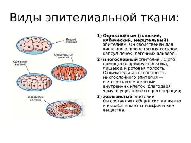 Виды эпителиальной ткани: Однослойным (плоский, кубический, мерцтельный) эпителием. Он свойственен для кишечника, кровеносных сосудов, капсул почек, легочных альвеол; многослойный эпителий . С его помощью формируется кожа, пищевод и ротовая полость. Отличительная особенность многослойного эпителия — в интенсивном делении внутренних клеток, благодаря чему осуществляется регенерация; железистый эпителий. Он составляет общий состав желез и вырабатывает специфические вещества.    