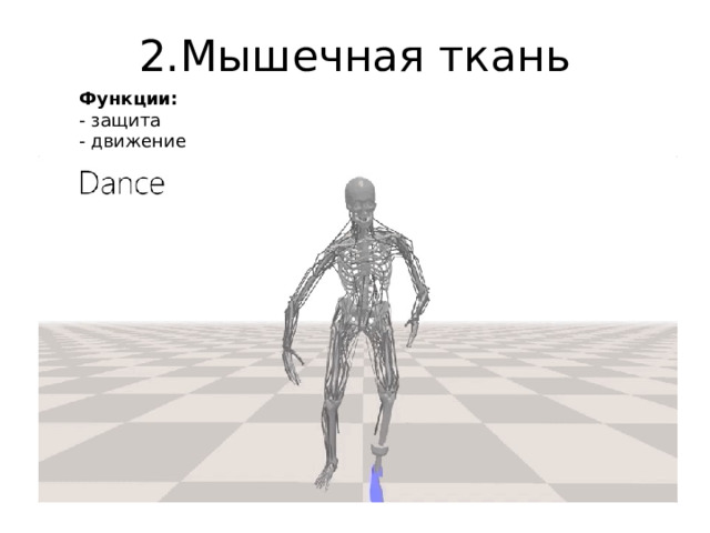 2.Мышечная ткань Функции: - защита - движение 