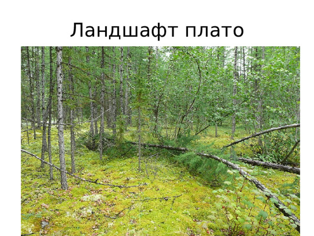 Ландшафт плато 