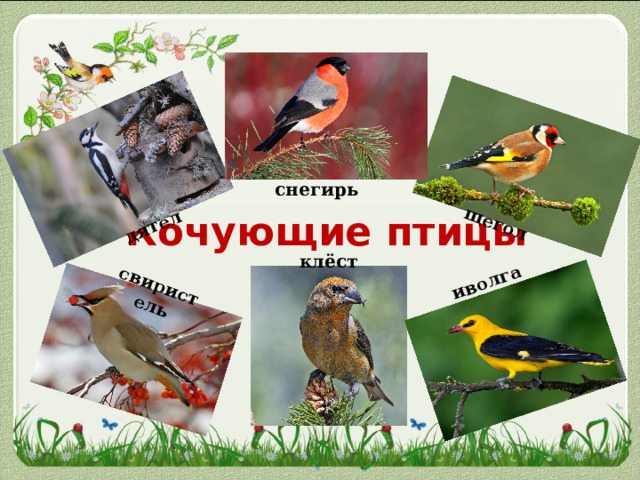 дятел щегол свиристель иволга снегирь Кочующие птицы клёст 