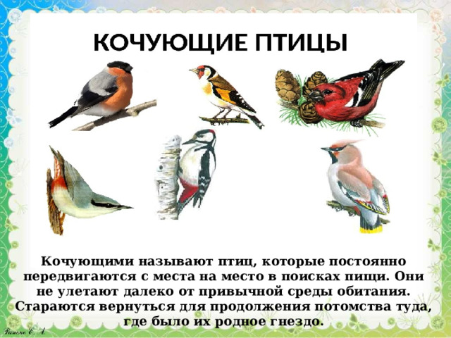 Кочующими называют птиц, которые постоянно передвигаются с места на место в поисках пищи. Они не улетают далеко от привычной среды обитания. Стараются вернуться для продолжения потомства туда, где было их родное гнездо.                                                                                                                                                                                                                                                                            родолжения потомства туда, где было их родное гнездо. 