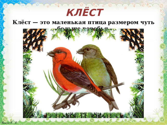 КЛЁСТ Клёст — это маленькая птица размером чуть больше воробья. 