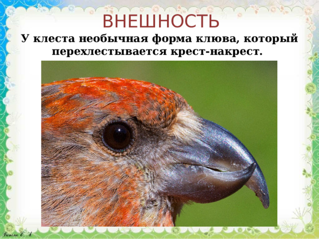 ВНЕШНОСТЬ У клеста необычная форма клюва, который перехлестывается крест-накрест.  