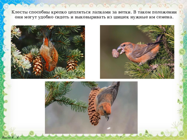 Клесты способны крепко цепляться лапками за ветки. В таком положении они могут удобно сидеть и выковыривать из шишек нужные им семена. 