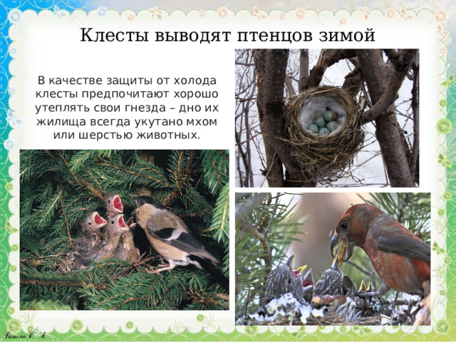 Клесты выводят птенцов зимой В качестве защиты от холода клесты предпочитают хорошо утеплять свои гнезда – дно их жилища всегда укутано мхом или шерстью животных. 