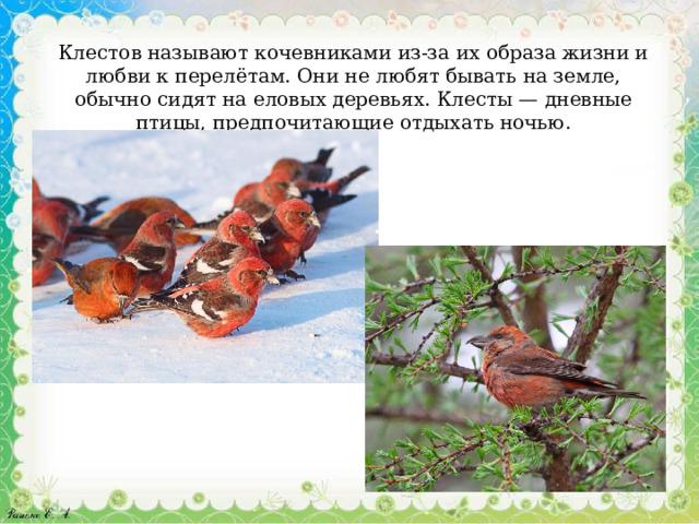 Клестов называют кочевниками из-за их образа жизни и любви к перелётам. Они не любят бывать на земле, обычно сидят на еловых деревьях. Клесты — дневные птицы, предпочитающие отдыхать ночью. 