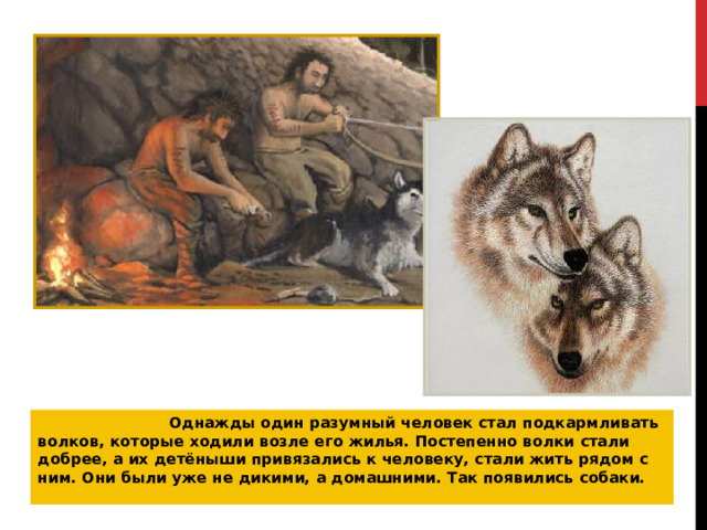   Однажды один разумный человек стал подкармливать волков, которые ходили возле его жилья. Постепенно волки стали добрее, а их детёныши привязались к человеку, стали жить рядом с ним. Они были уже не дикими, а домашними. Так появились собаки. 