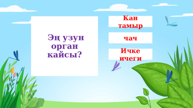 Кан тамыр  Эң узун орган кайсы? чач Ичке ичеги 