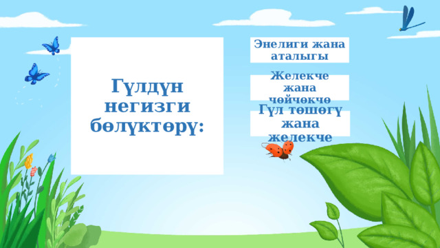 Гүлдүн негизги бөлүктөрү: Энелиги жана аталыгы Желекче жана чөйчөкчө Гүл төшөгү жана желекче 