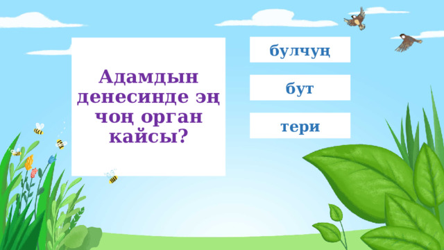 булчуң Адамдын денесинде эң чоң орган кайсы? бут тери 