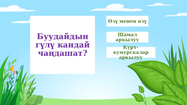 Буудайдын гүлү кандай чаңдашат? Өзү менен өзү Шамал аркылуу Курт-кумурскалар аркылуу 