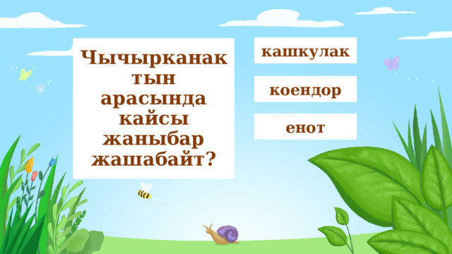 кашкулак Чычырканактын арасында кайсы жаныбар жашабайт? коендор енот 