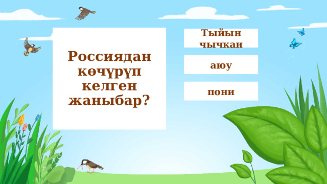 Россиядан көчүрүп келген жаныбар? Тыйын чычкан аюу пони 