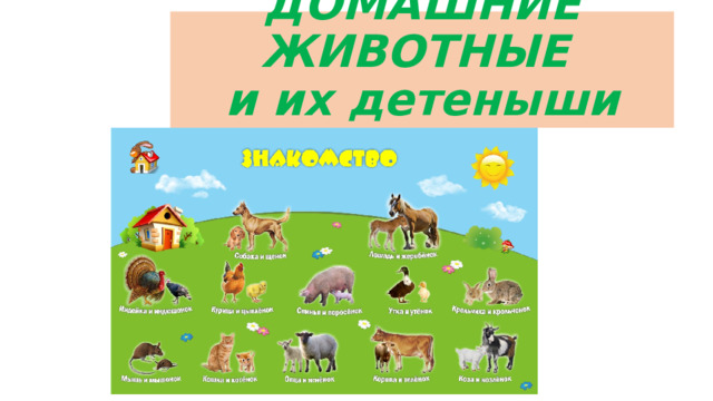 ДОМАШНИЕ ЖИВОТНЫЕ  и их детеныши 