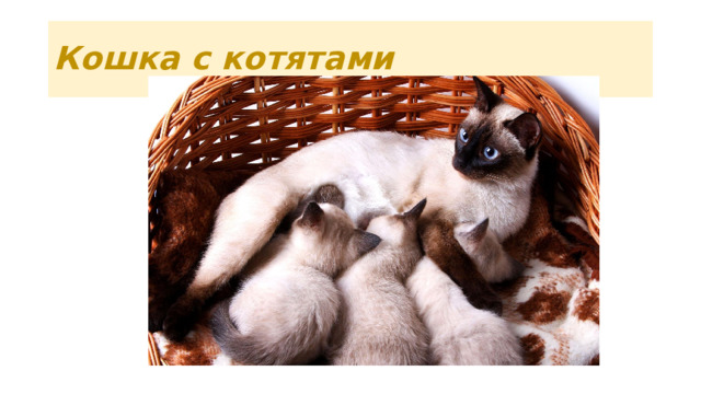 Кошка с котятами 