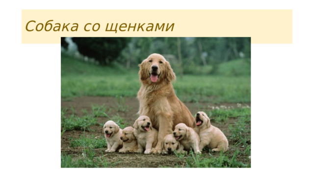 Собака со щенками 