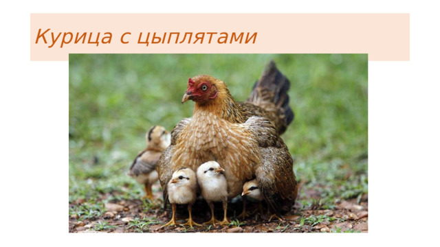 Курица с цыплятами 
